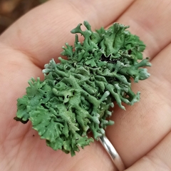 Hypogymnia physodes