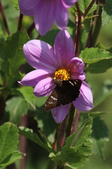 Apyrrothrix araxes araxes