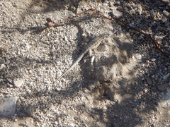 Uta stansburiana elegans