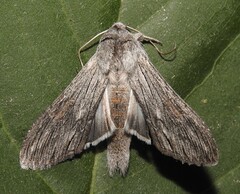 Cucullia laetifica