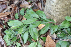 Ruscus hypoglossum