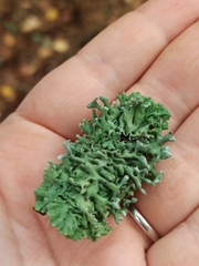 Hypogymnia physodes