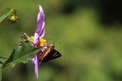 Apyrrothrix araxes araxes