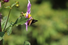 Apyrrothrix araxes araxes
