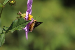 Apyrrothrix araxes araxes
