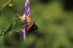 Apyrrothrix araxes araxes