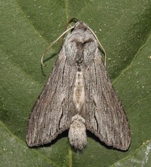 Cucullia laetifica
