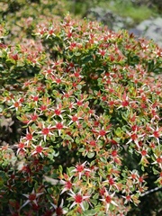 Sedum oxypetalum