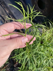 Helianthus angustifolius