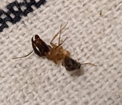 Camponotus