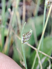 Isolepis setacea