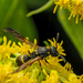 Tufted Potter Wasp - Photo (c) Léo-Guy de Repentigny, some rights reserved (CC BY-NC), uploaded by Léo-Guy de Repentigny