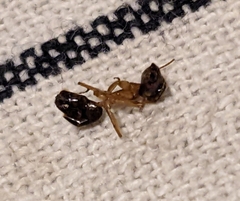 Camponotus