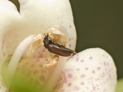 Dermestidae