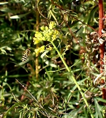 Syrphus ribesii