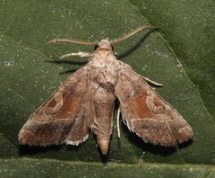 Hexorthodes accurata