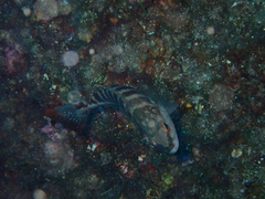 Serranus cabrilla