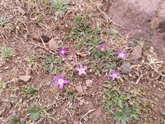 Campanula filicaulis