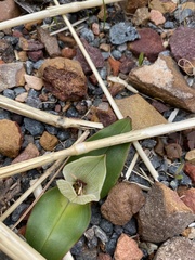 Colchicum coloratum burchellii