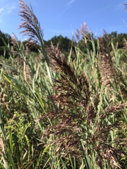 Phragmites