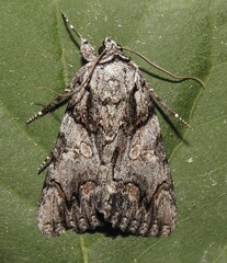 Catocala verrilliana