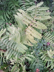 Osmunda claytoniana