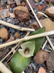 Colchicum coloratum burchellii
