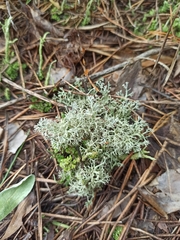 Cladonia arbuscula