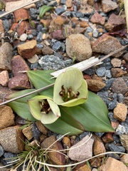 Colchicum coloratum burchellii