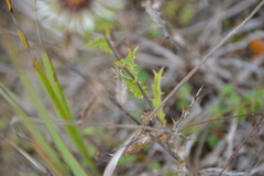 Carlina vulgaris