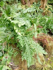 Osmunda regalis