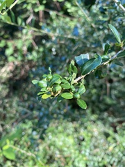 Gyropsylla ilecis
