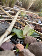 Colchicum coloratum burchellii