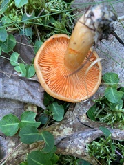 Lactarius thyinos