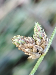 Isolepis setacea