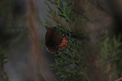 Gyrocheilus patrobas