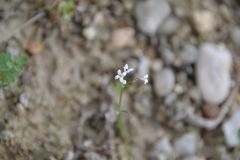 Asperula