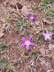 Campanula filicaulis