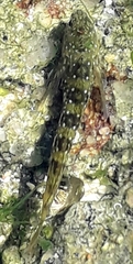 Coryphoblennius galerita