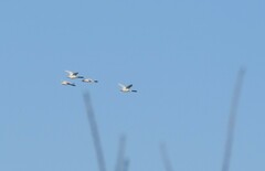 Cygnus melancoryphus