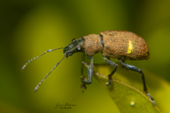 Mimographus