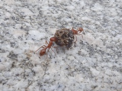 Pogonomyrmex californicus