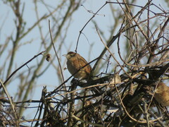 Phacellodomus striaticollis