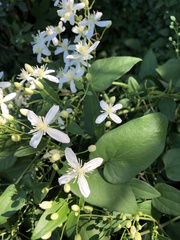 Clematis flammula