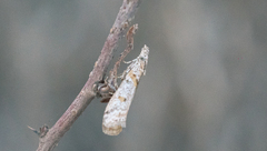 Pyraloidea