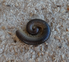 Pachyiulus flavipes