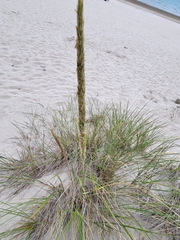 Ammophila breviligulata