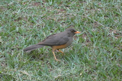 Turdus abyssinicus