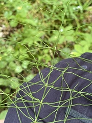 Equisetum pratense