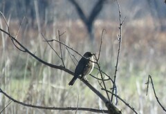 Turdus amaurochalinus